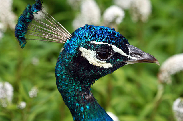  peacock bird images