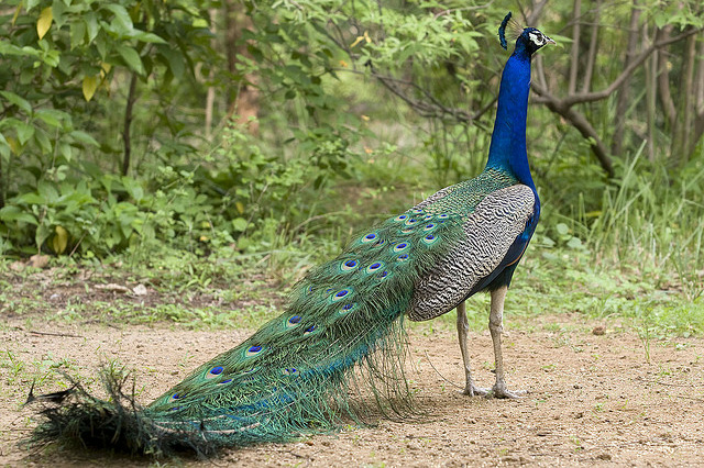 lovely peacock pictures