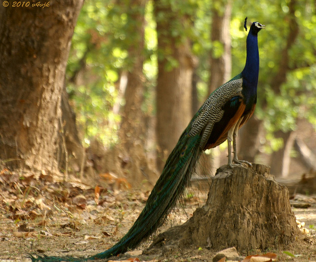 colorful and beautiful pictures of peacock