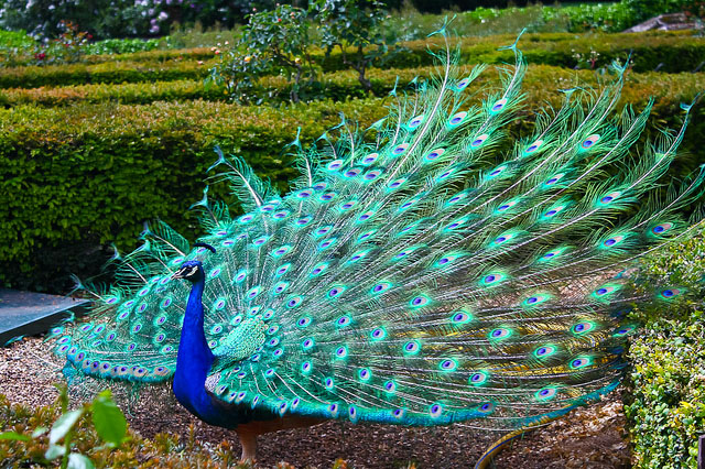 peacock dancing pics