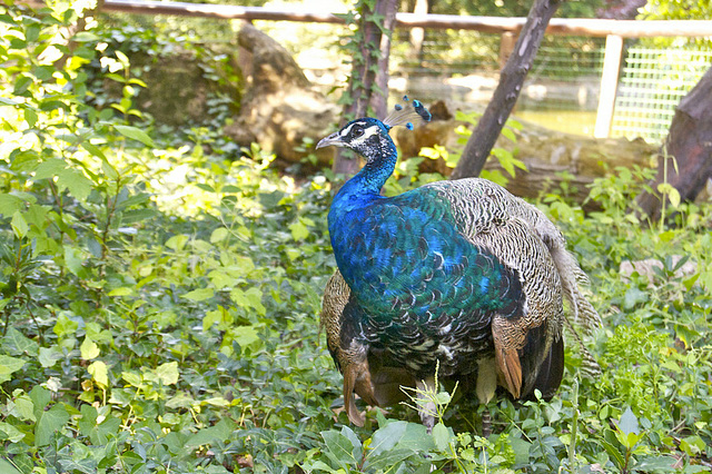 colorful and beautiful pictures of peacock