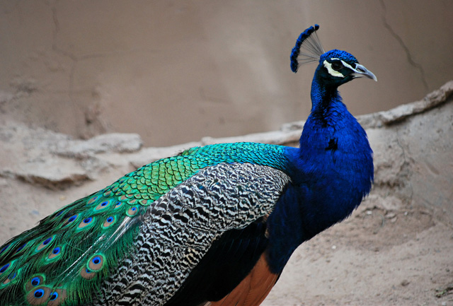 colorful and beautiful pictures of peacock