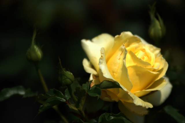 pictures of beautiful roses