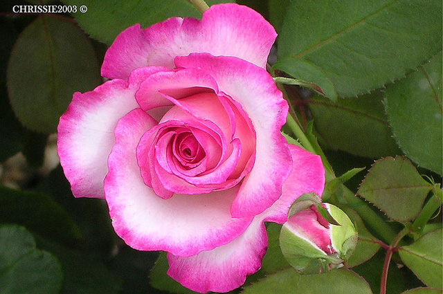 pictures of beautiful roses