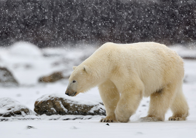 beautiful pictures of polar bears