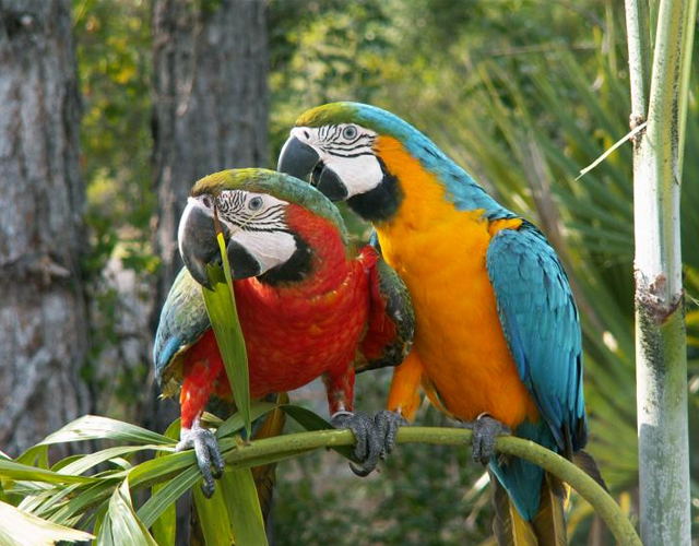 cute parrot pictures 