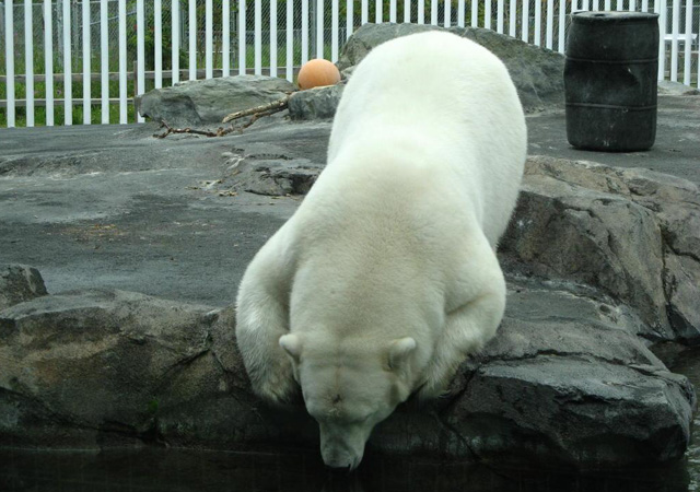 polar_bear_anchorage