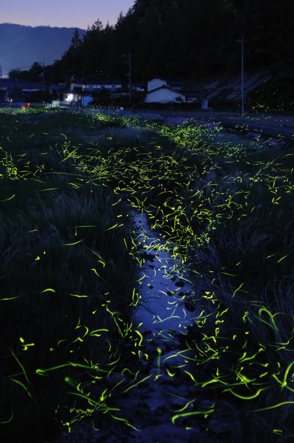 stunning photos of golden fireflies in Japan 