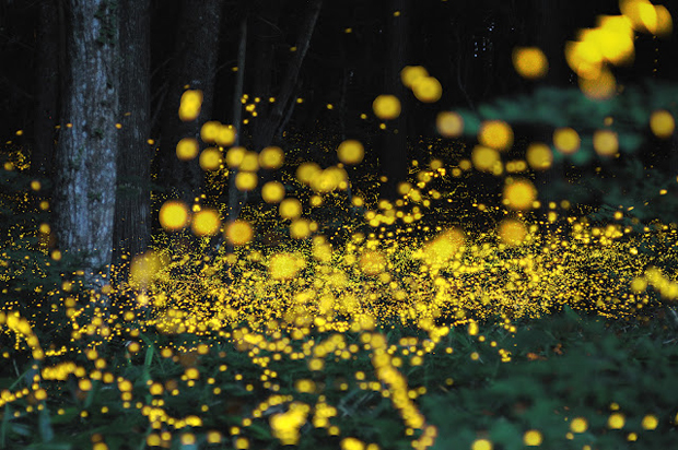stunning photos of golden fireflies in Japan