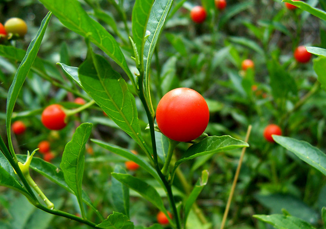 Jerusalem Cherry - poisonous berries