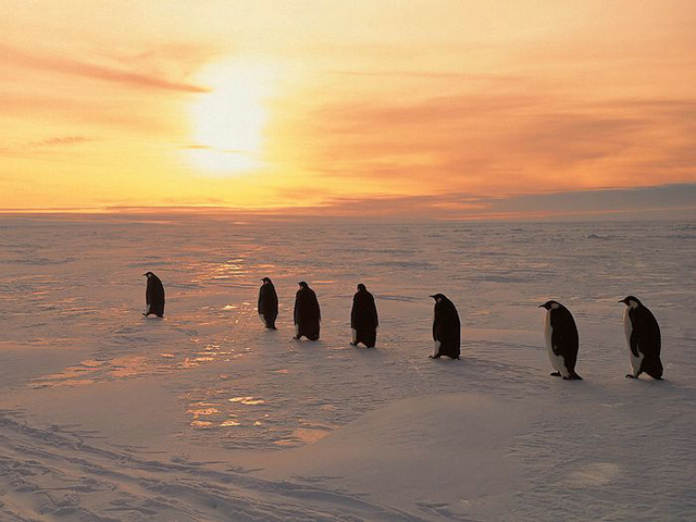 amazing photographs of penguins