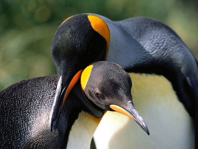 amazing photographs of penguins