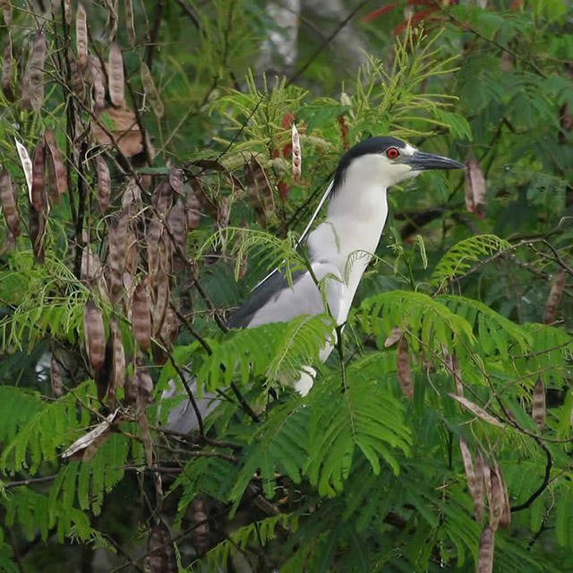 Black-crowned Night-Heron