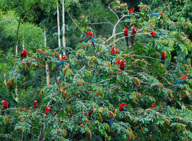 Red-and-Green-Macaws-DO-grow-on-trees-in-the-Amazon