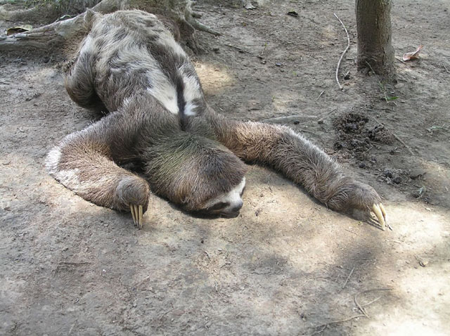 Three-Toed-Sloth-in-the-Amazon