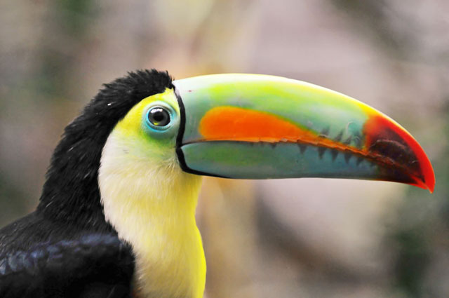 Toucan-the-earl-of-Amazonia