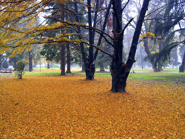 beautiful autumn fall photographs