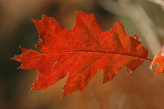 beautiful autumn fall photographs