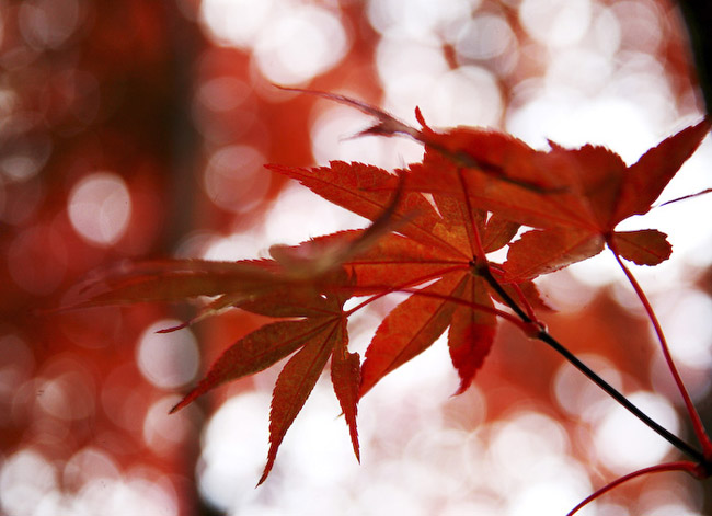 beautiful autumn fall photographs
