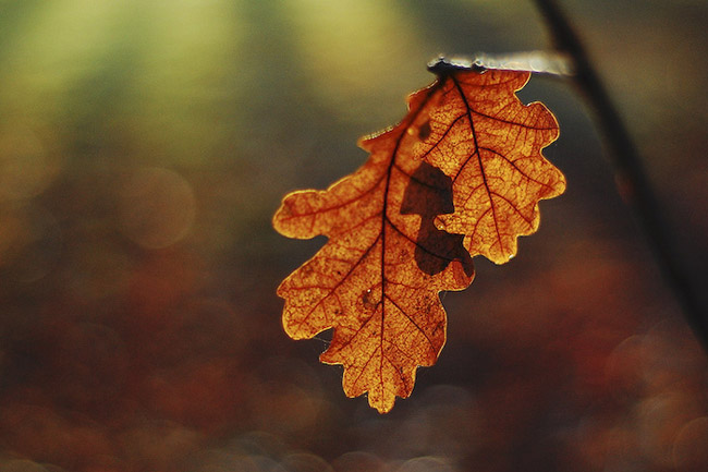 beautiful autumn fall photographs