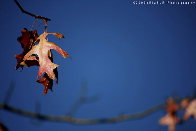 beautiful autumn fall photographs