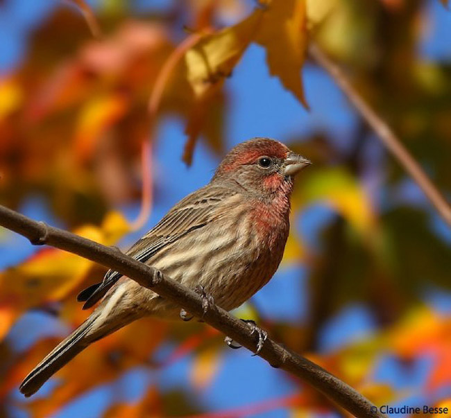 beautiful autumn fall photographs