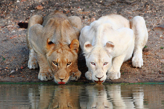lionesses-white-lion-drinking-at-the-watering-hole
