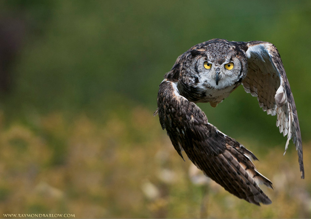 Great Horned Owl in Flight by Raymond Barlow