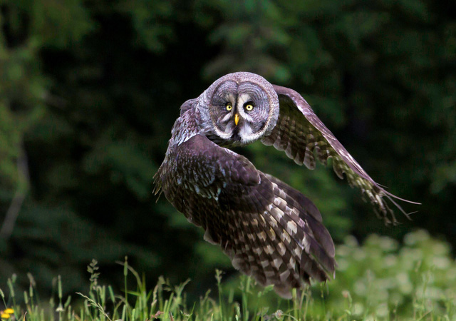 Great Grey Owl by Milan Zygmunt