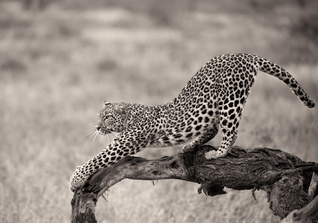 Afternoon stretching by Giulio Zanni