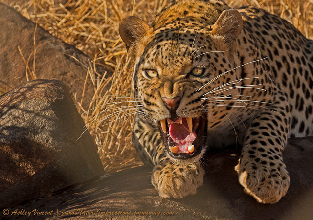 In No Uncertain Terms by Ashley Vincent