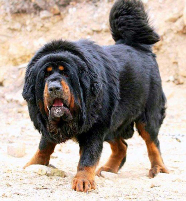 Tibetan-Mastiff