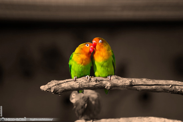 love birds pics