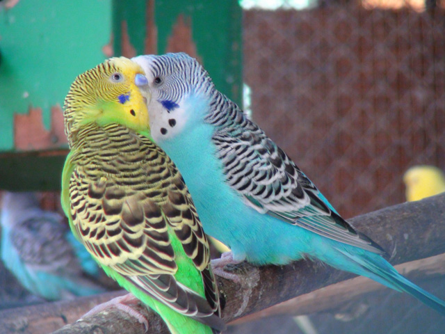 colorful love birds pictures