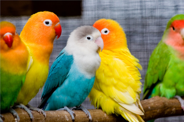 Love Bird Images  Browse 32657 Stock Photos Vectors and Video  Adobe  Stock