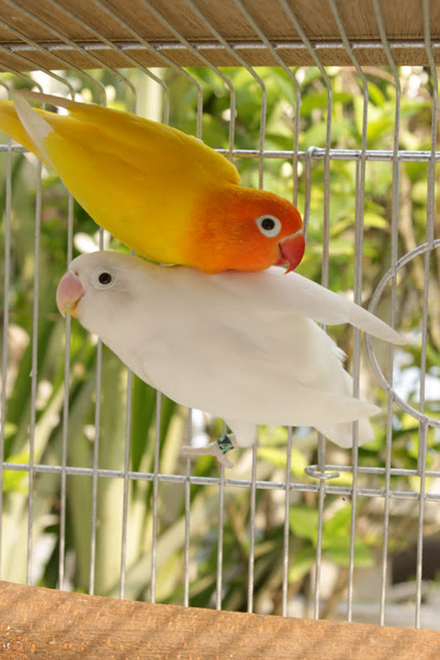 white and yellow love birds pictures