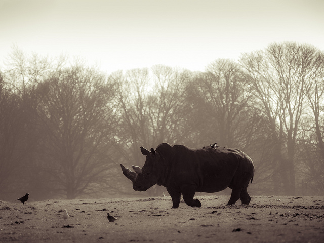 Rhino at Whipsnade Zoo, Dunstable by William Warby