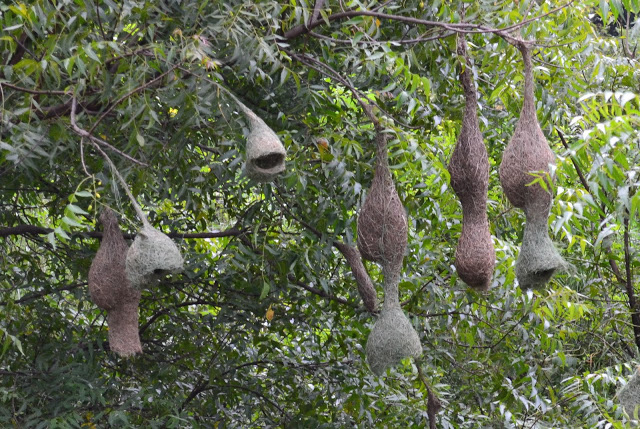 Weaver-birds-nest