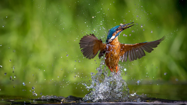 stunning photographs of kingfisher bird