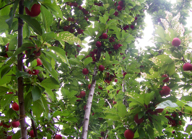 plum fruits pics