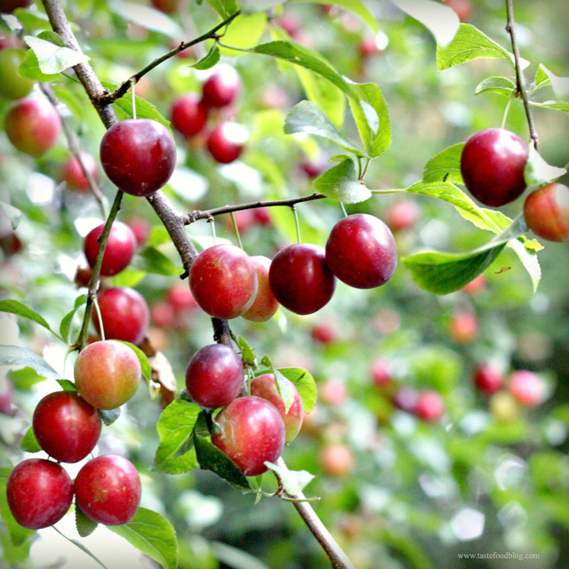 plum in branch