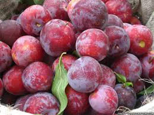 images of plum fruits