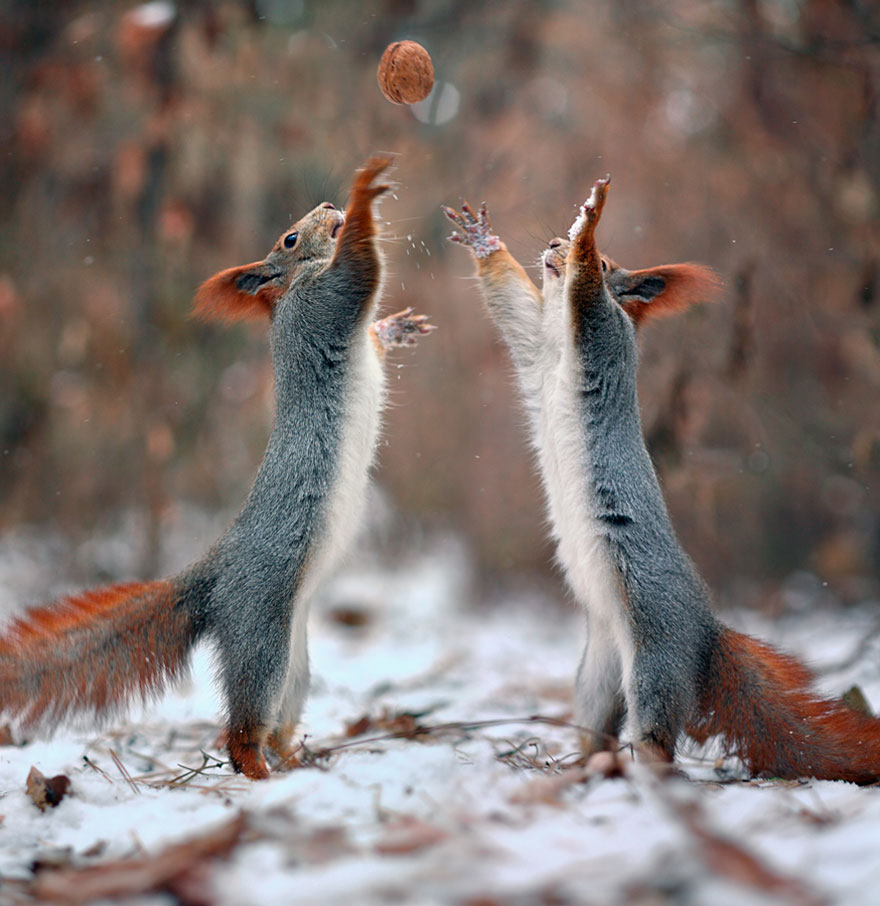 Cutest-squirrel-photography-by-vadim-trunov (9)