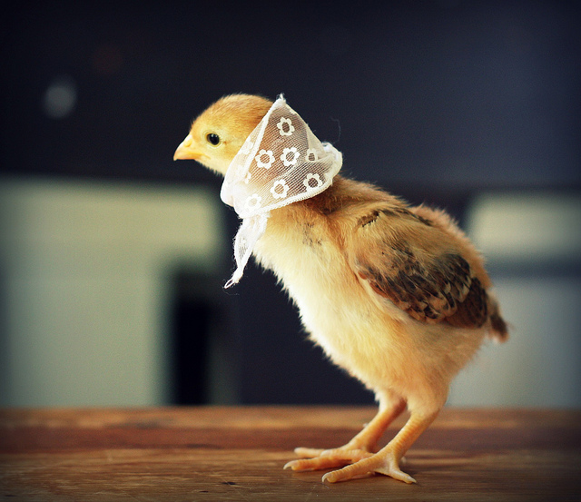 Fashionate Chicken Pictures By Julie Persons (5)