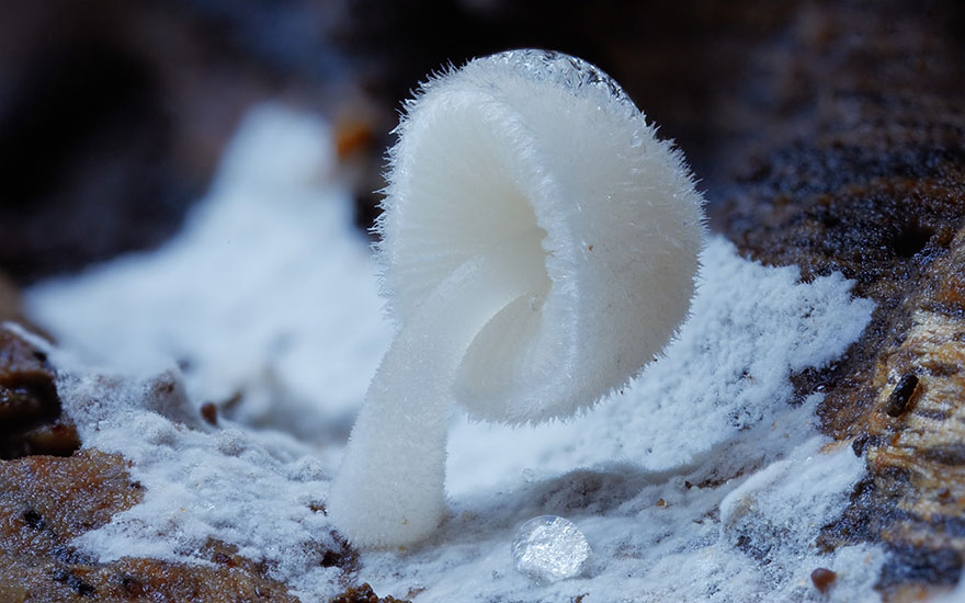 Mysterious World Of Australian Mushrooms taken by Steve Axford (2)