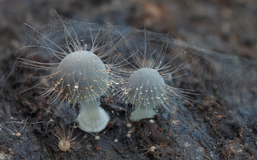 Mysterious World Of Australian Mushrooms taken by Steve Axford (24)
