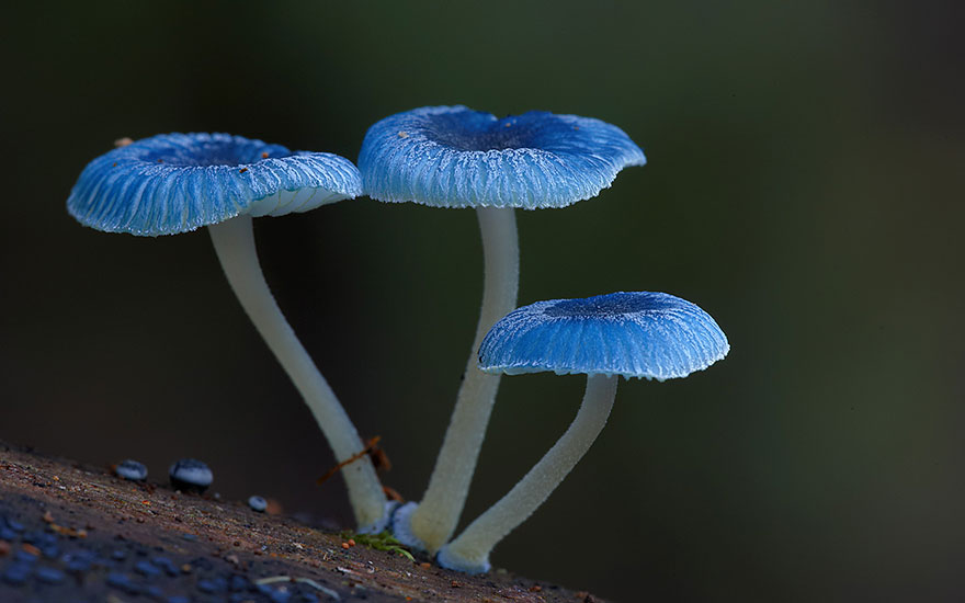 Mysterious World Of Australian Mushrooms taken by Steve Axford (3)