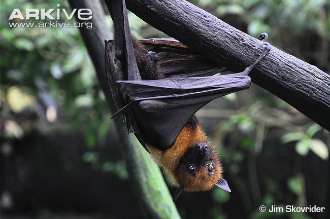 Lyle's flying fox suspended from branch