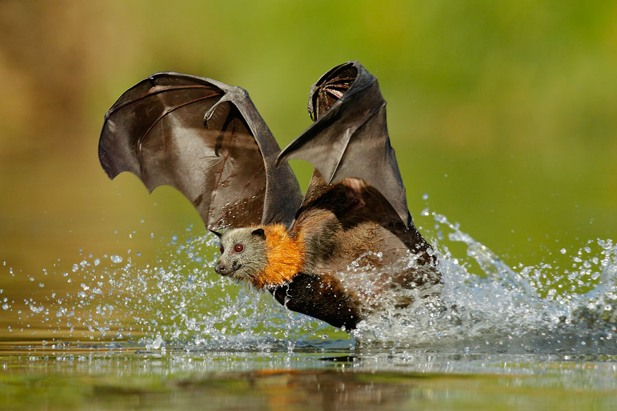 Grey-headed Flying Fox by OFER LEVY