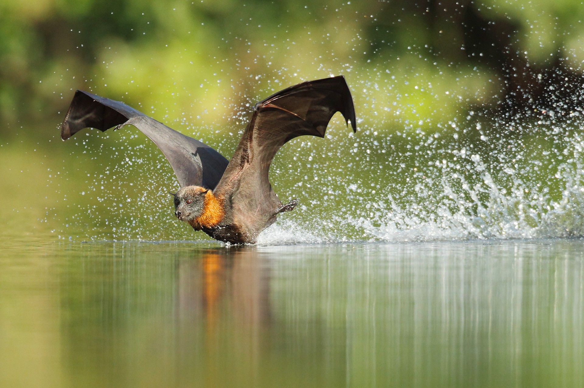 grey headed flying fox by OFER LEVY